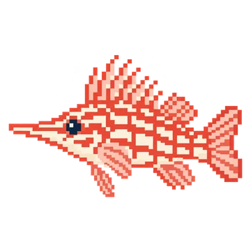 Longnose Hawkfish — Ocean Wonders patterns