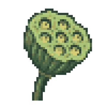 Lotus Seedpod — Plants & Nature patterns